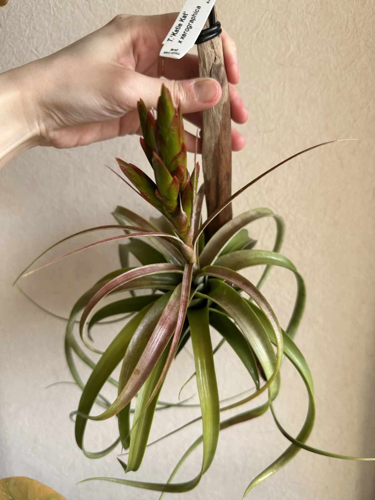 ティランジア　ケイティカット × キセログラフィカ