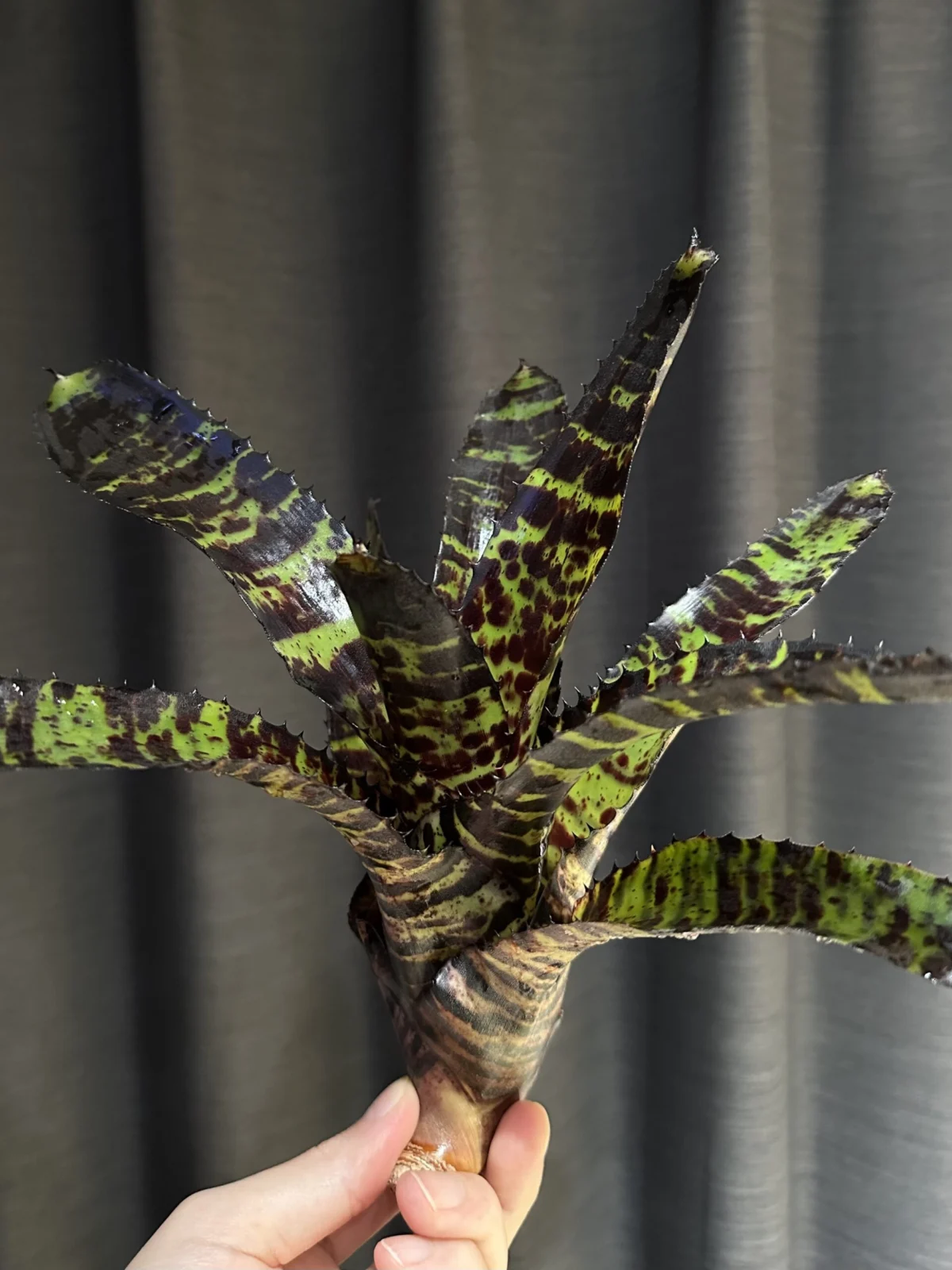 ネオレゲリア　ハンニバルレクター　F2