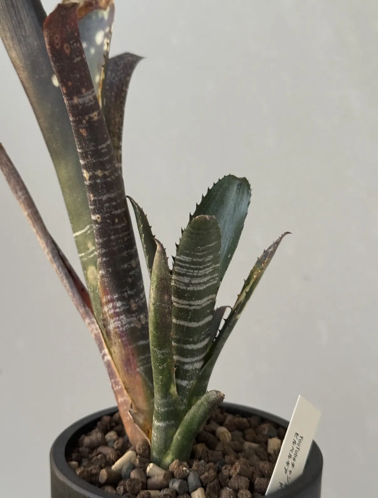 ビルベルギア ドミンゴスマルティンス F2