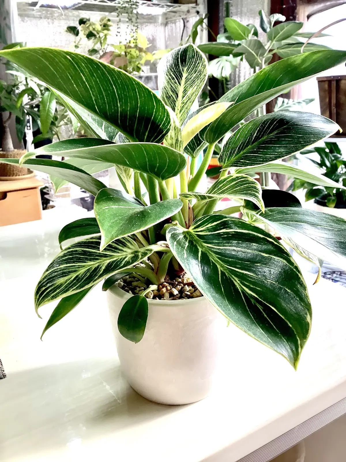 フィロデンドロン　バーキン　親株