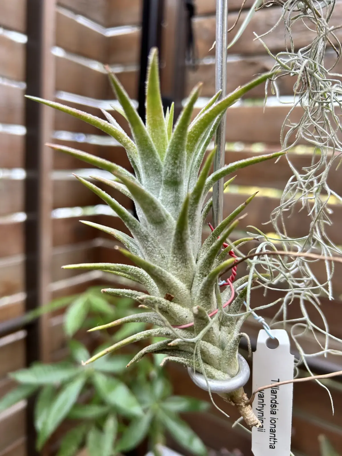 ティランジア　イオナンタ　バンハイニンギー