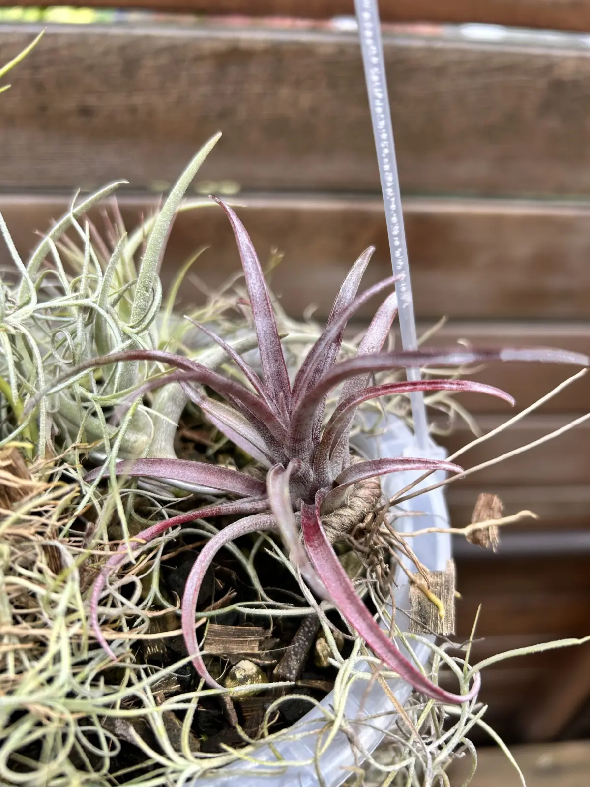 ティランジア カピタータ ドミンゲンシス