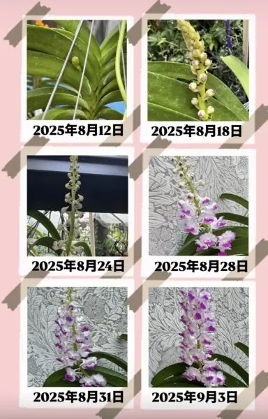 リンコスタイリス　セレスティス　ピンク　バンダ　蕾から開花　蘭