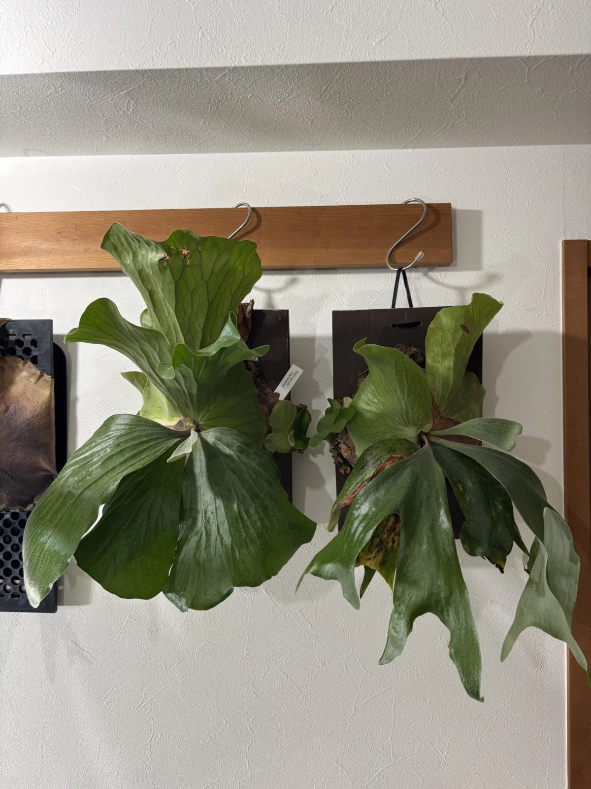 ビカクシダ　アンゴレンセ　ステマリア