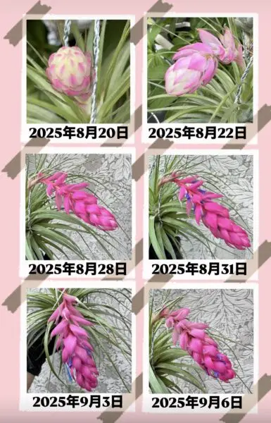 ティランジア　ストリクタ　ラージクローン　蕾から開花