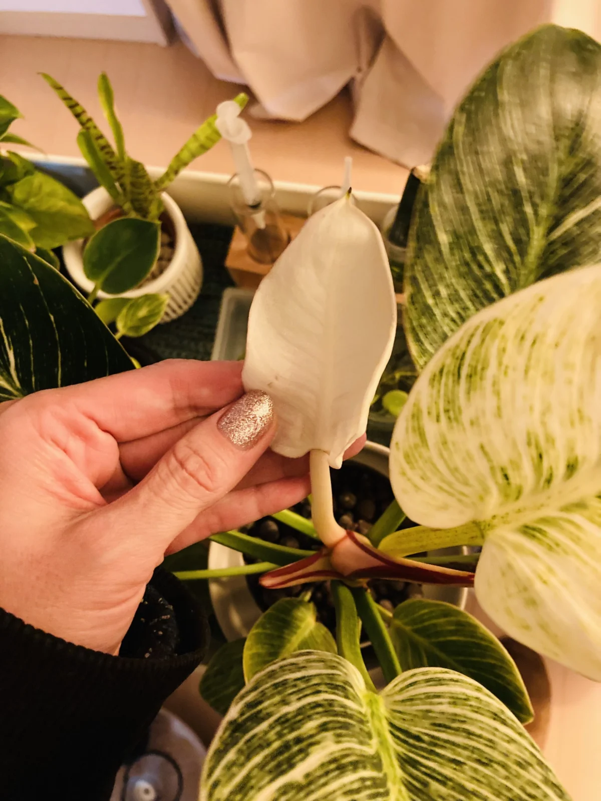 フィロデンドロン バーキン 冬の葉っぱ