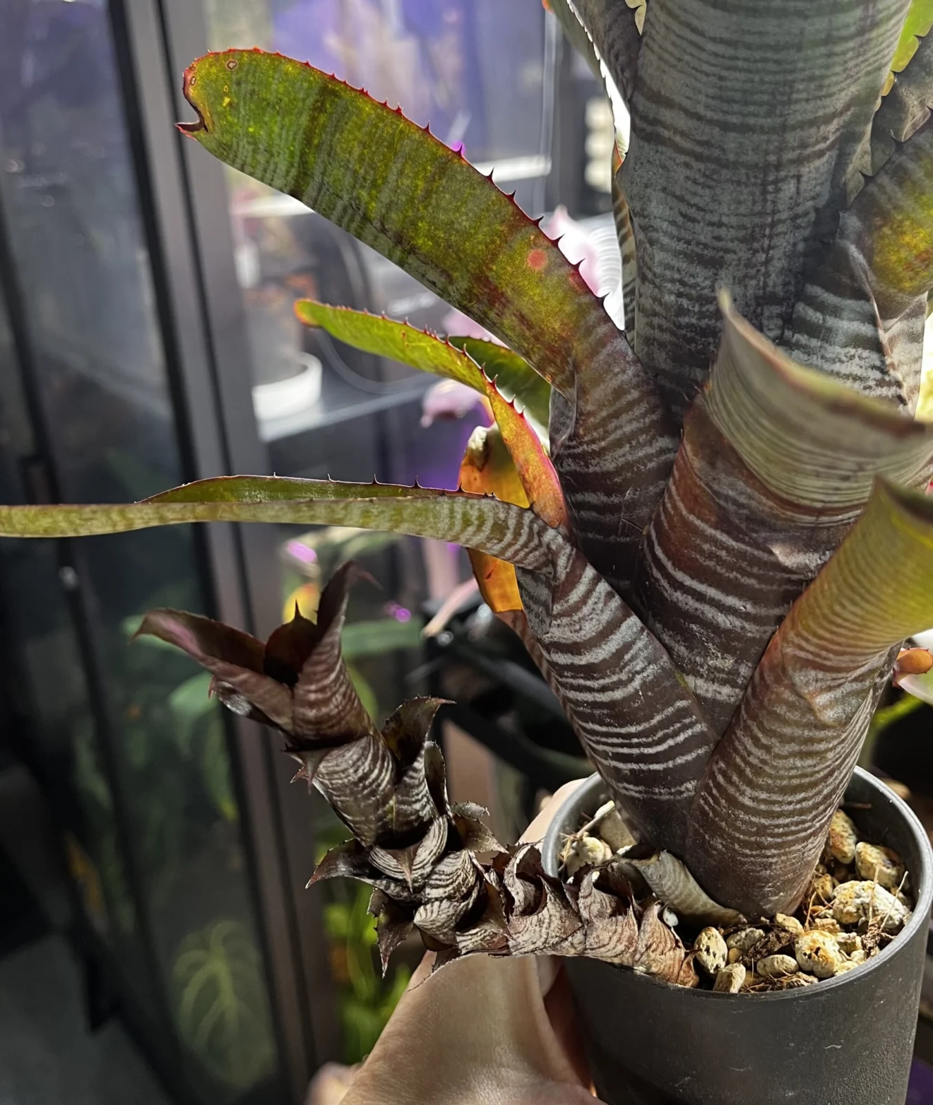 エクメア　キャンディケーン　子株