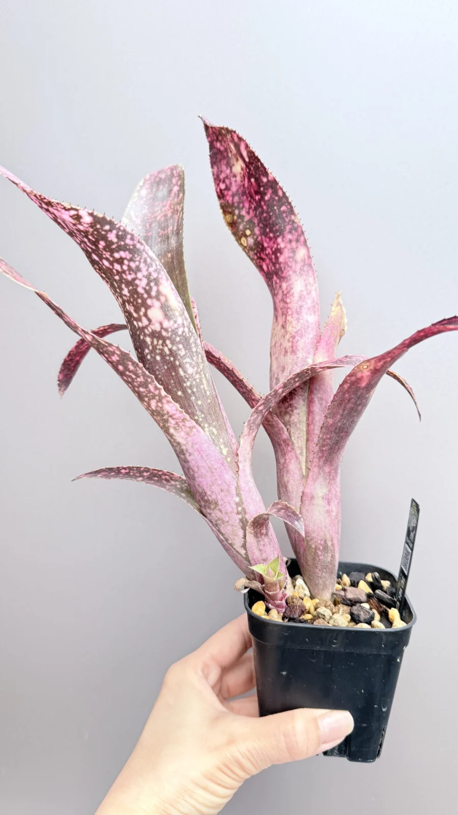 ビルベルギア　フラアウワナ