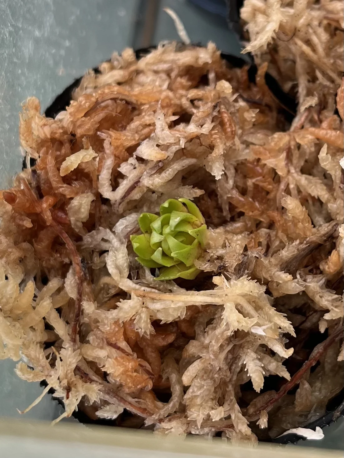 食虫植物 モウセンゴケ 冬芽
