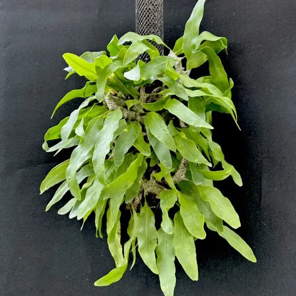 レカノプテリス シヌオサ 蟻植物