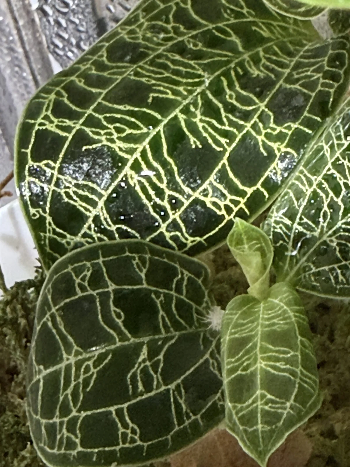 ジュエルオーキッド マコデスペトラ こんなとこまでカイガラムシ