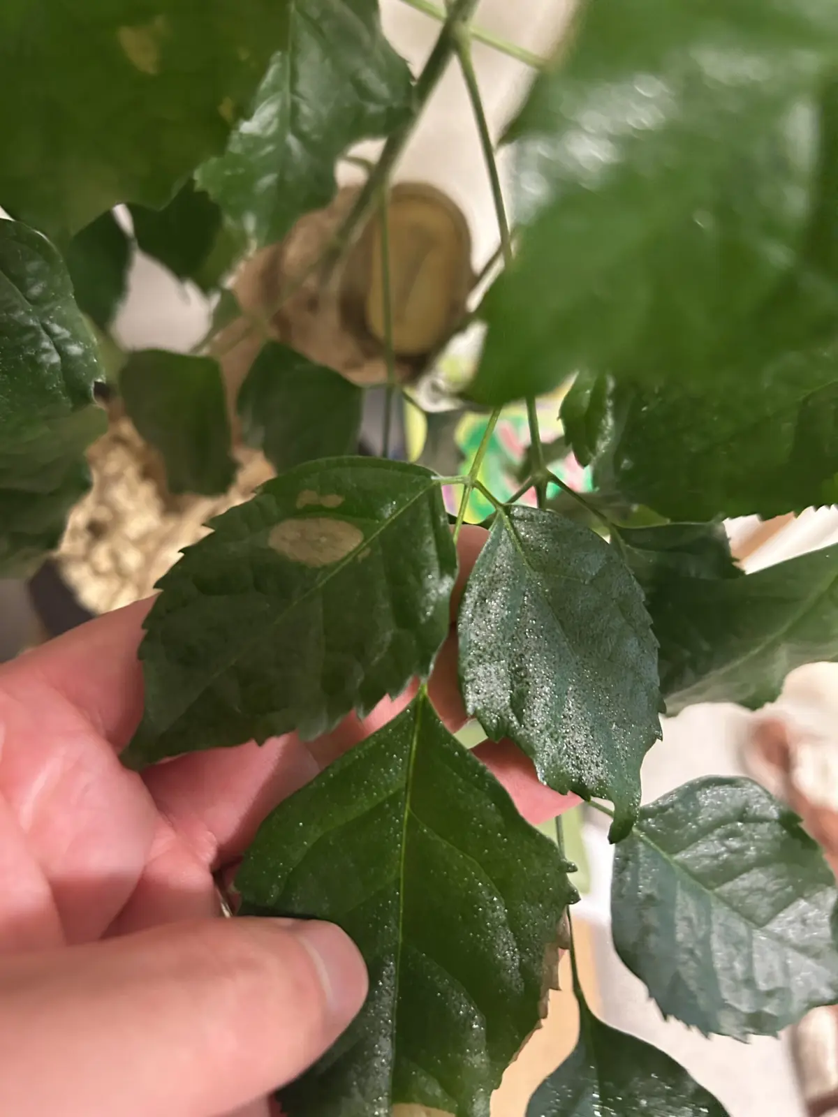 ステレオスペルマム