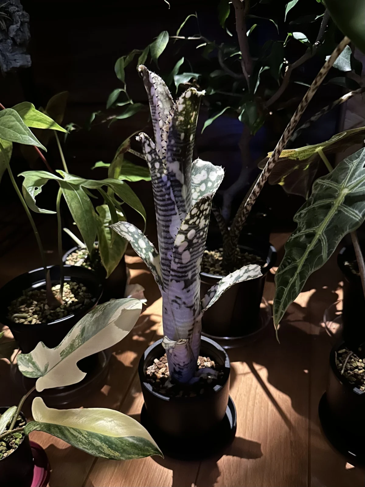 ビルベルギア　ライムストーン