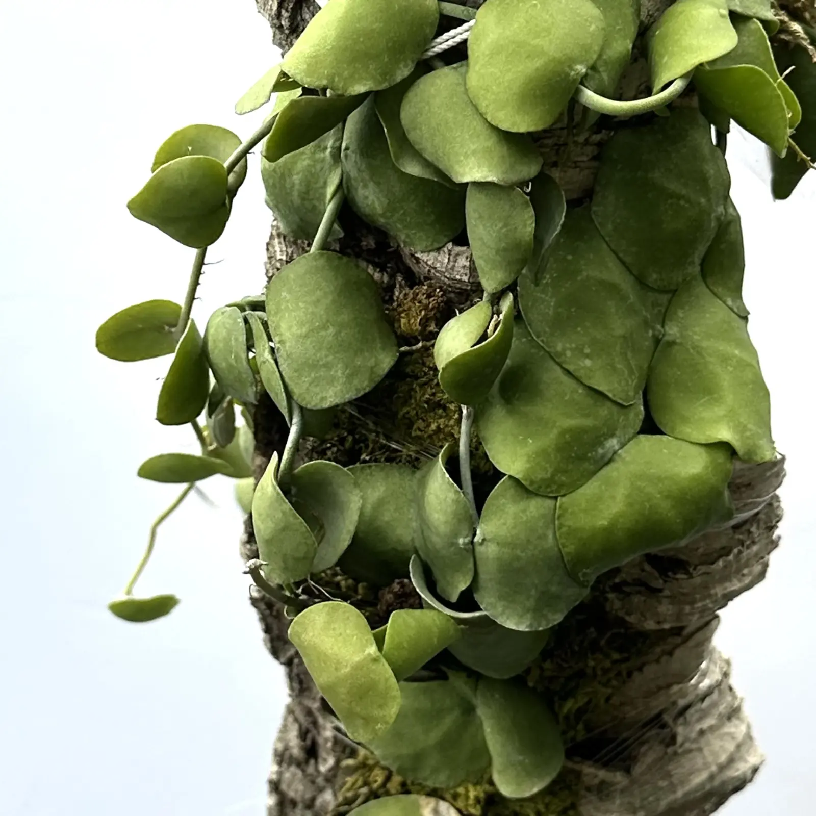 ディスキディア　sp. 蟻植物