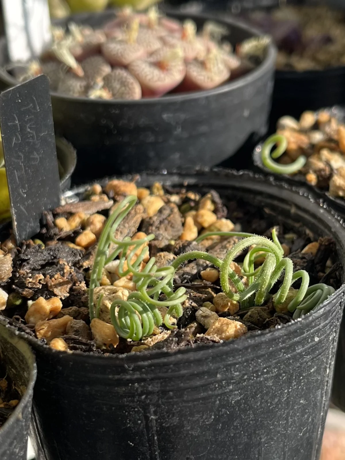 ケープバルブ　アルブカ　ナマクエンシス