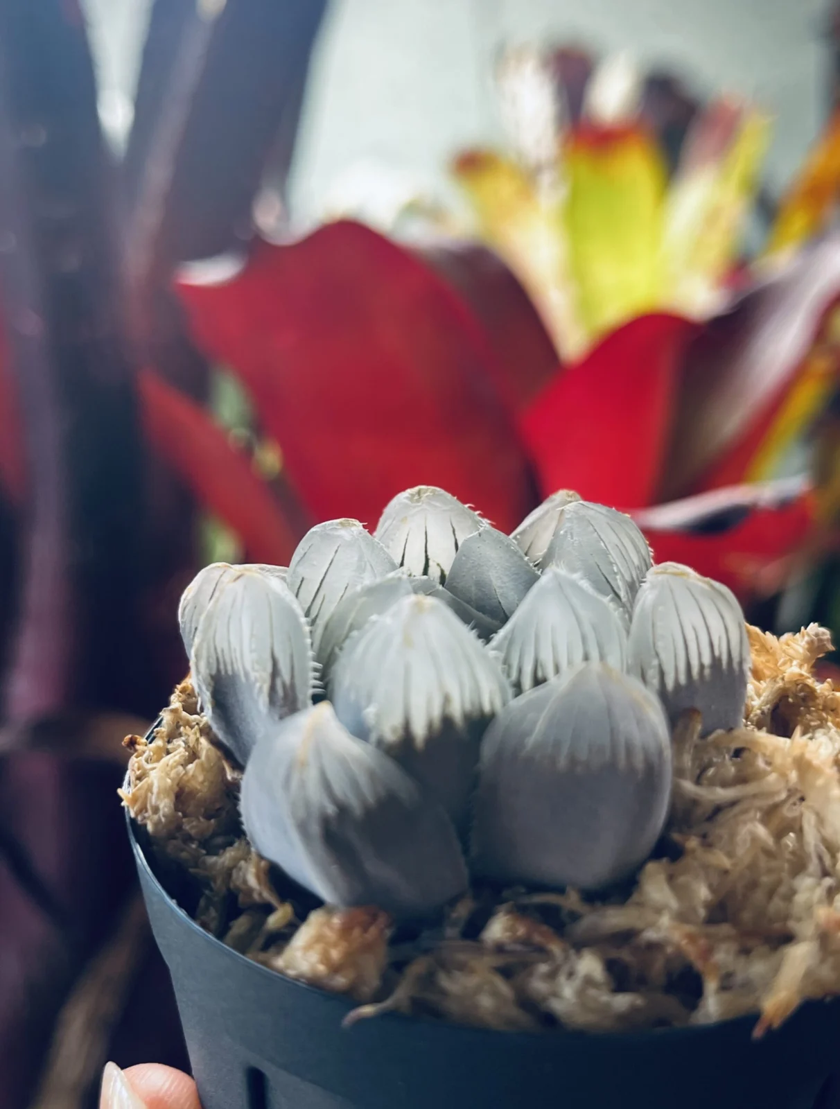 ハオルチア　白赤線玉露