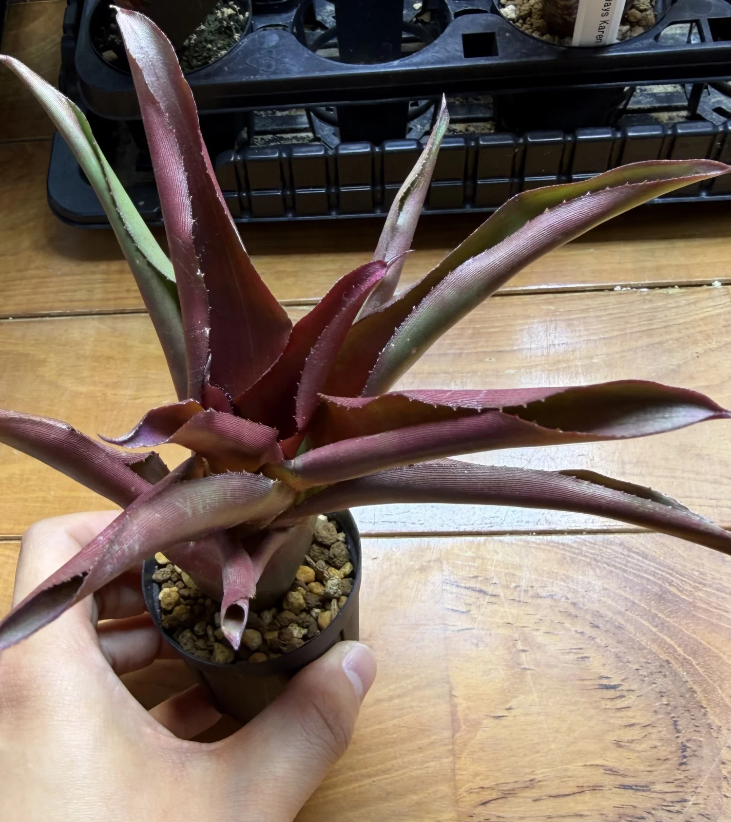 ネオレゲリア　ホクレア