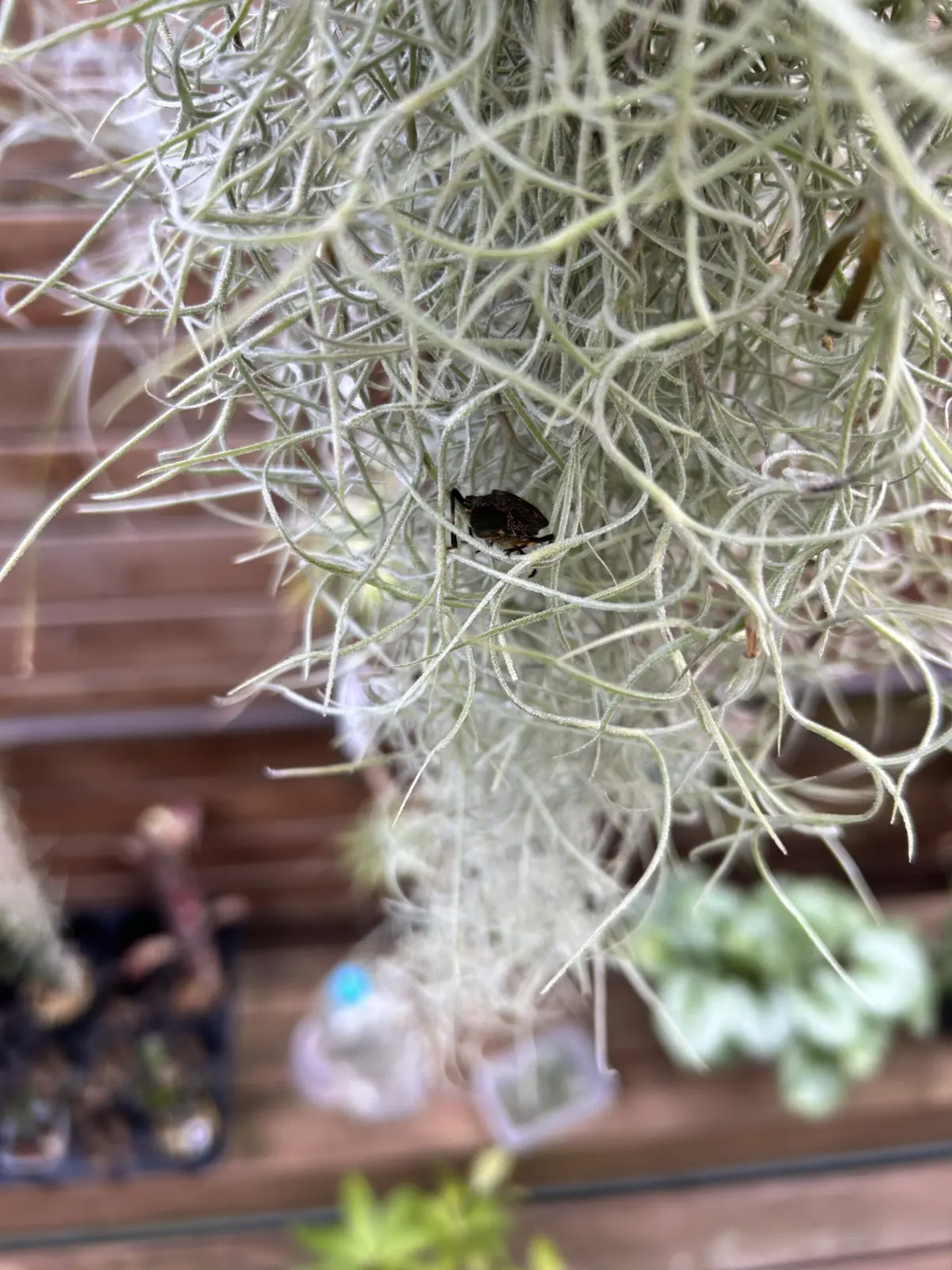 ティランジア　ウスネオイデス　カメムシ