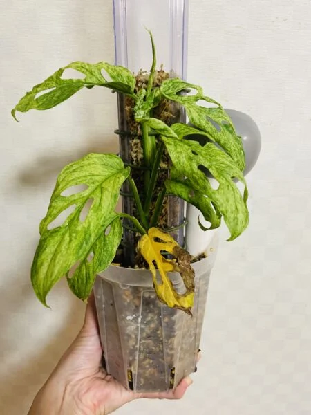 モンステラ アダンソニー ラニアータ モトルド ミント 植替えのショック