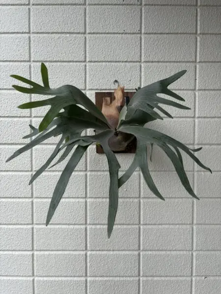 ビカクシダ ぴょん吉