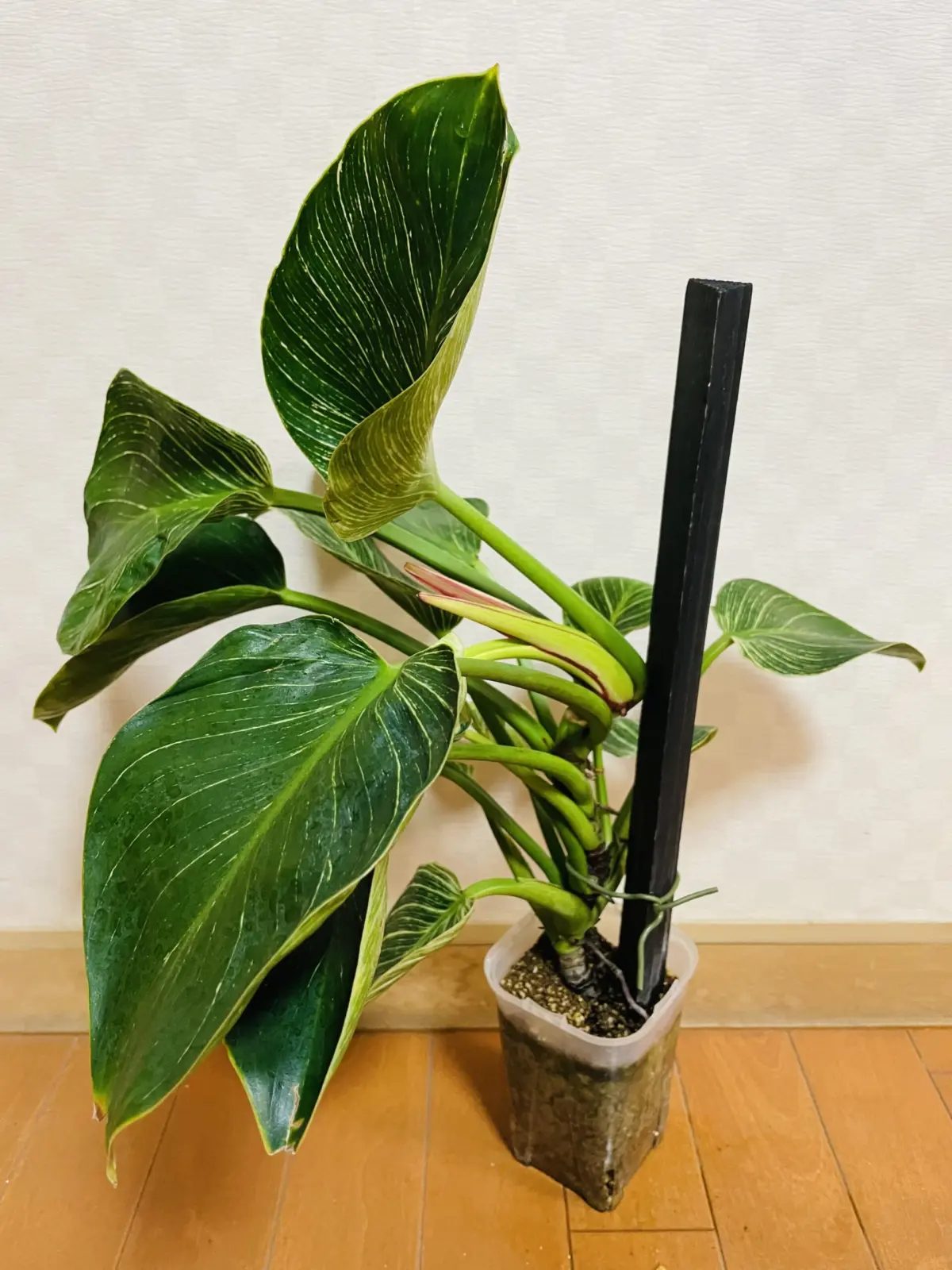 フィロデンドロン　バーキン　ダイソー　棒に気づかないやーつ