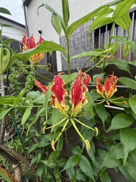 グロリオサ　花