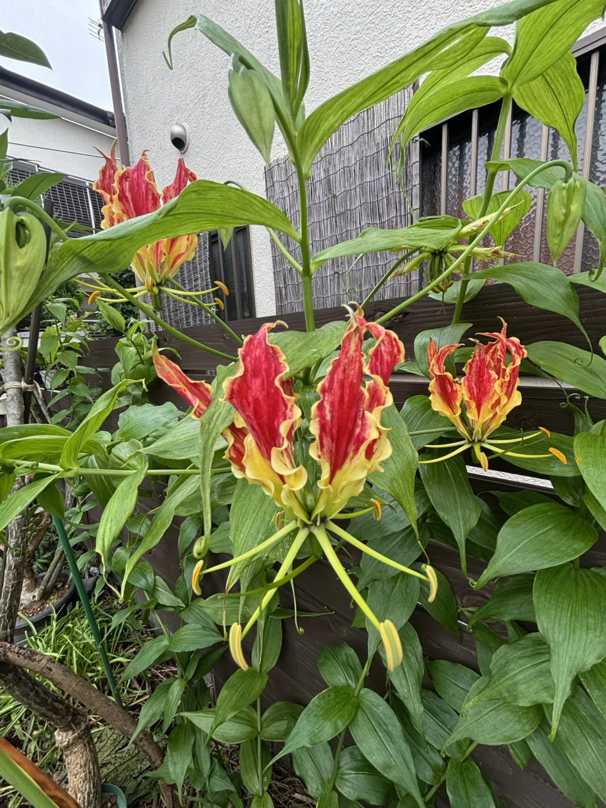 グロリオサ　花