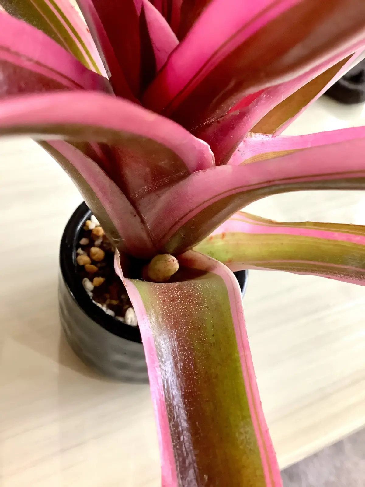 ネオレゲリア　ファイアーボール