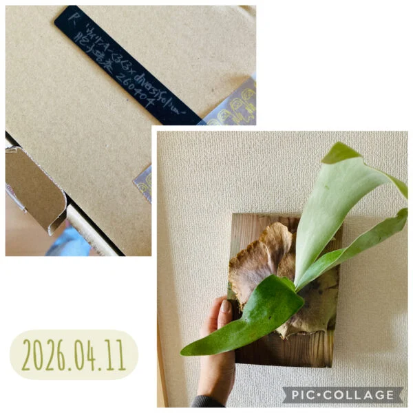 ビカクシダ ディバーシフォリウム ウィリンくるくる