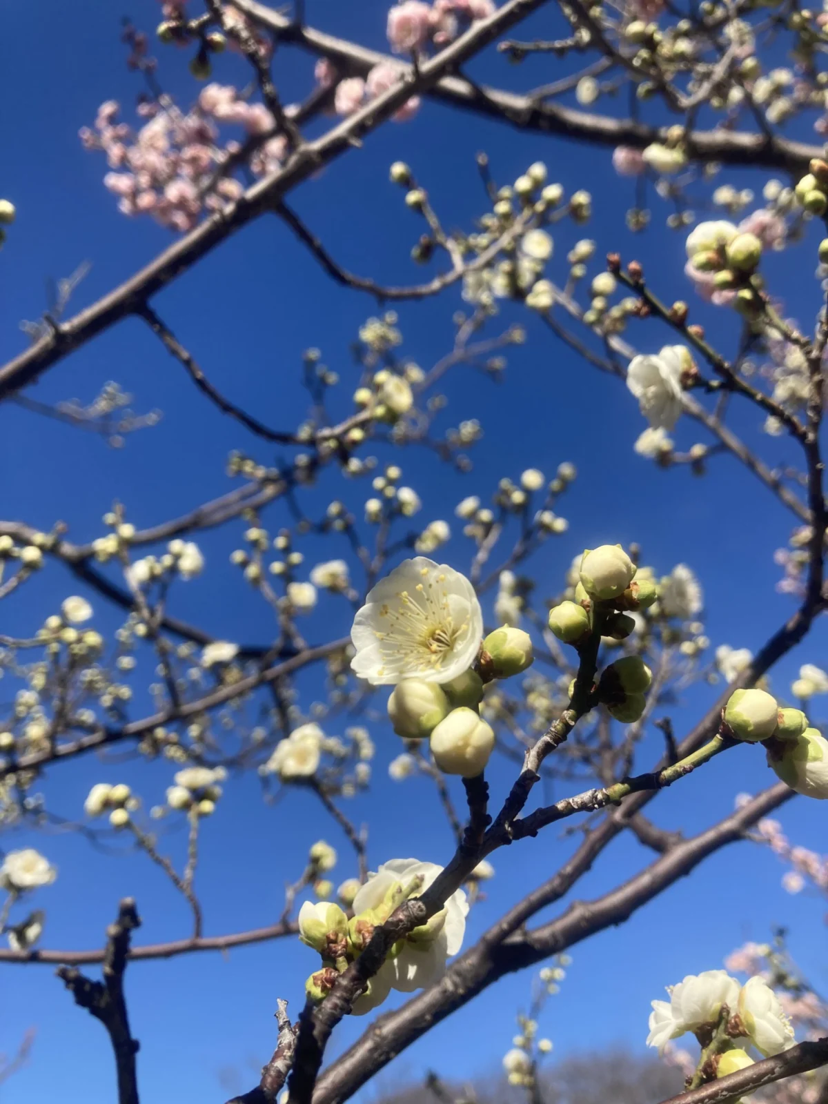 梅　大輪緑萼　ウメ　タイリンリョクガク