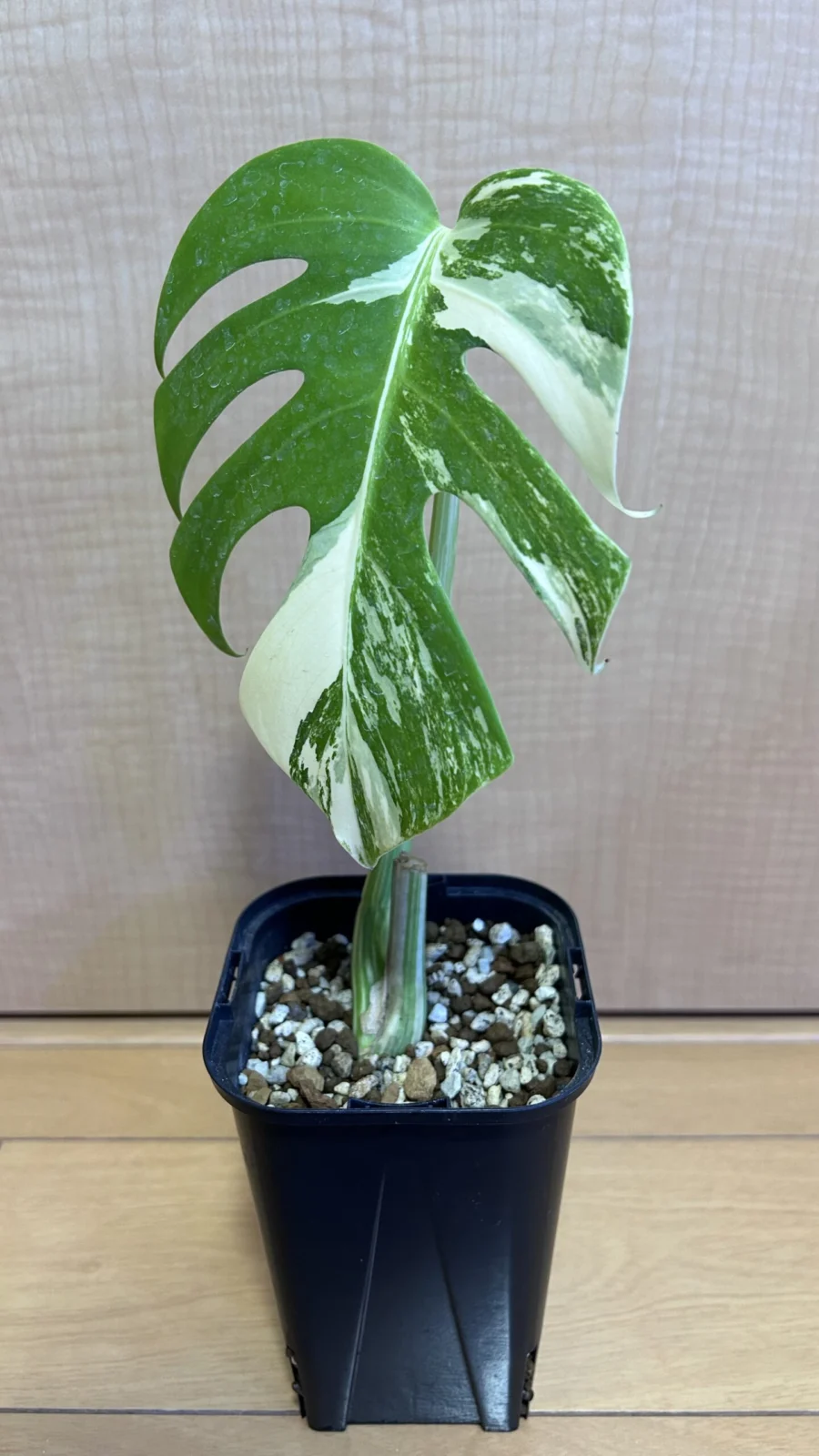 モンステラ – Plants Navi