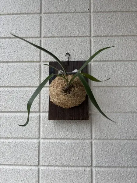 ビカクシダ 細葉すじ