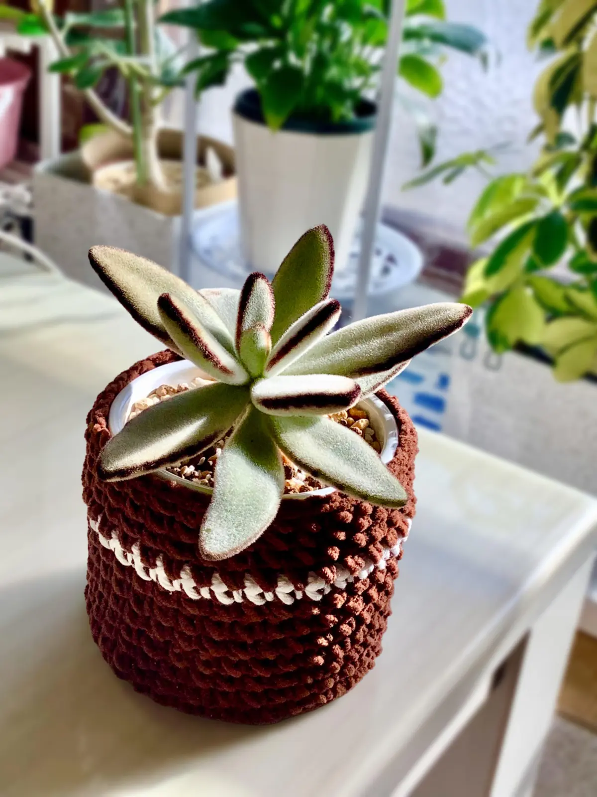 黒兎耳(くろとじ)