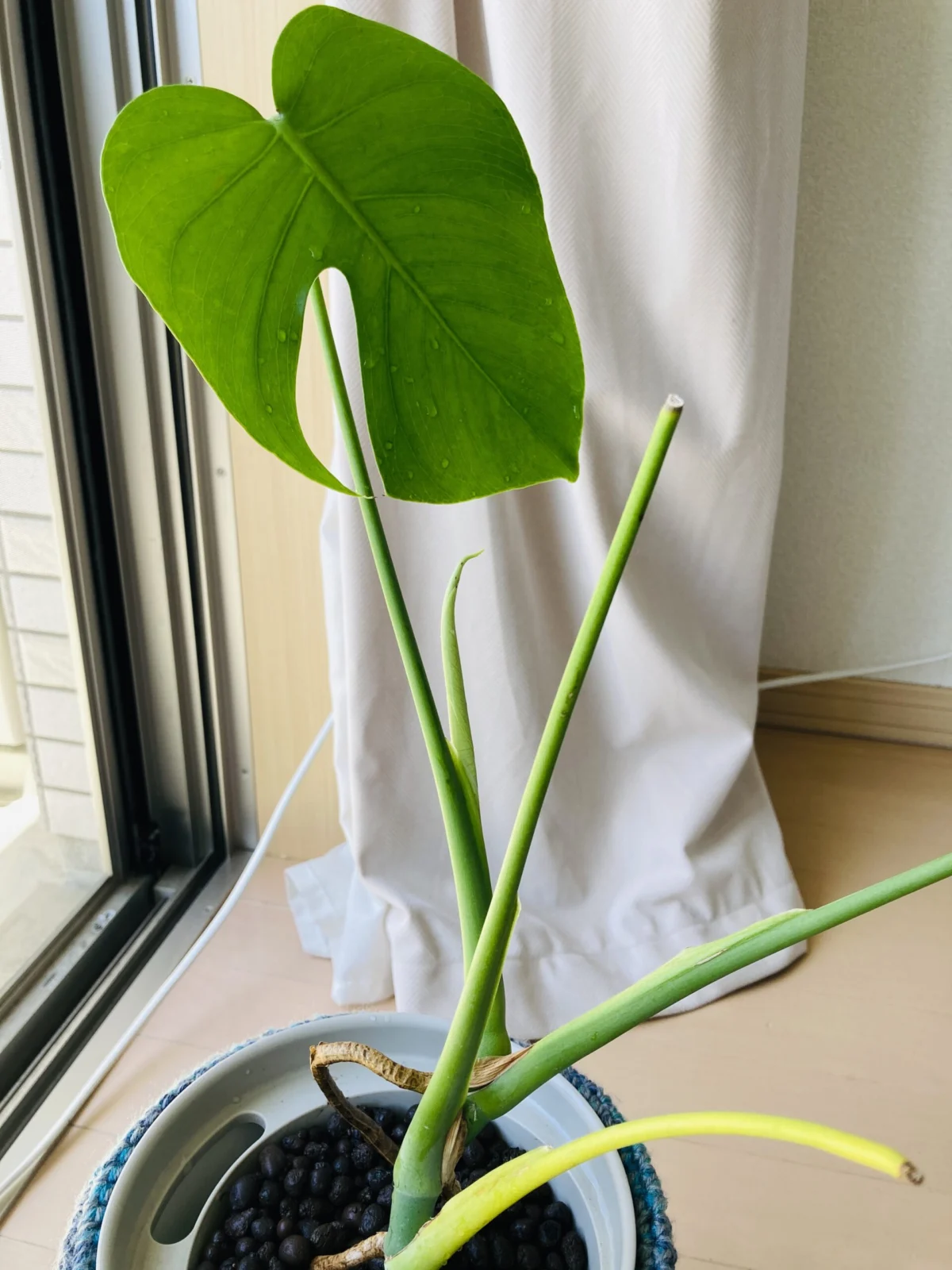 モンステラ 根腐れその後