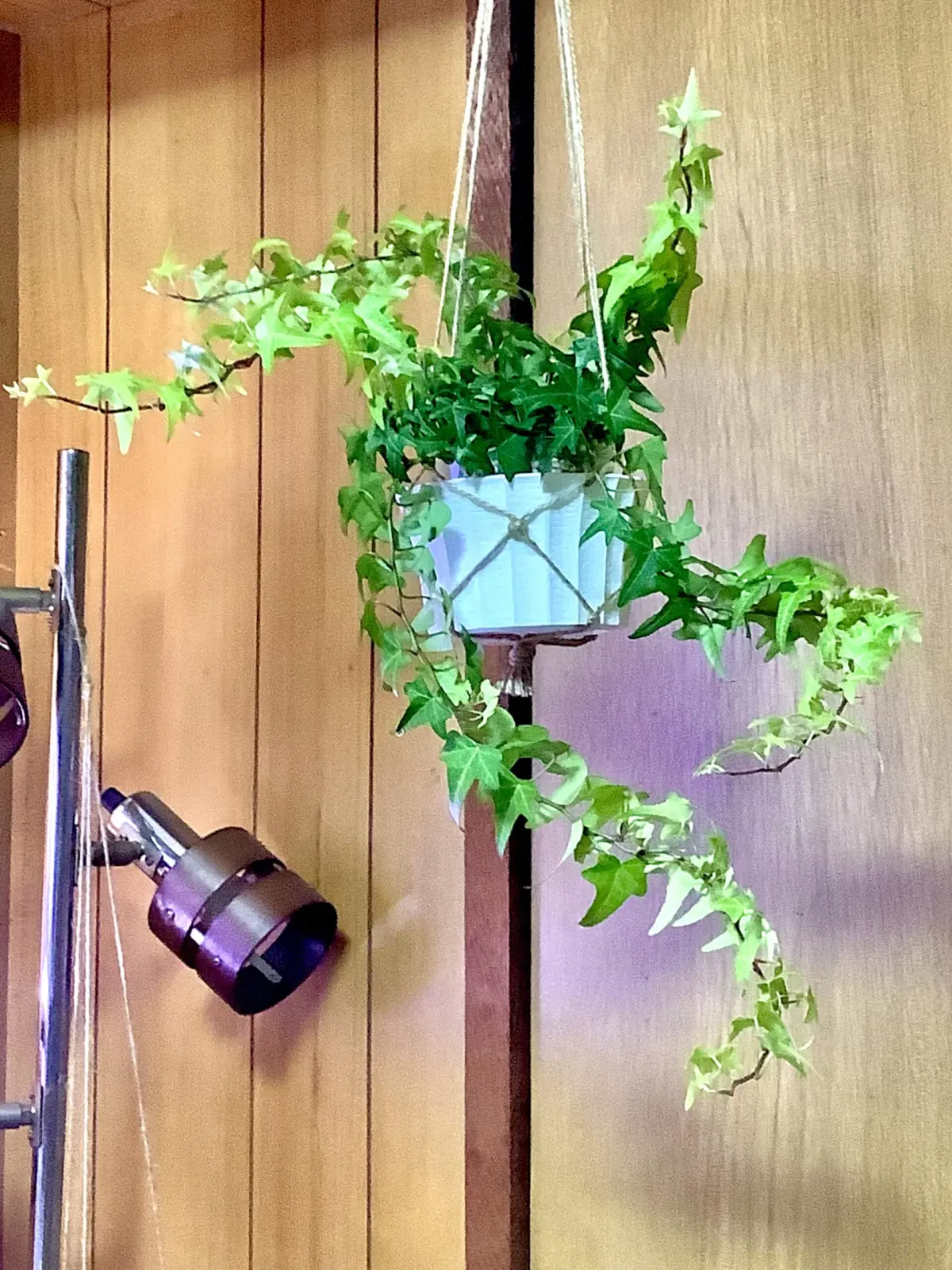 ヘデラ　ライトフィンガー