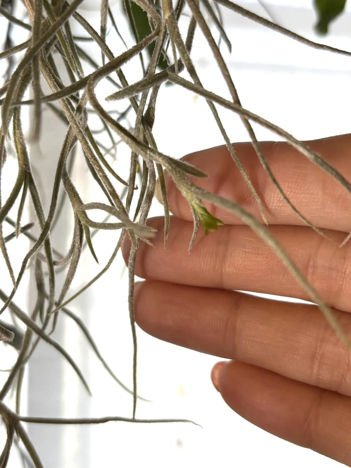 ティランジア　ウスネオイデス　花？