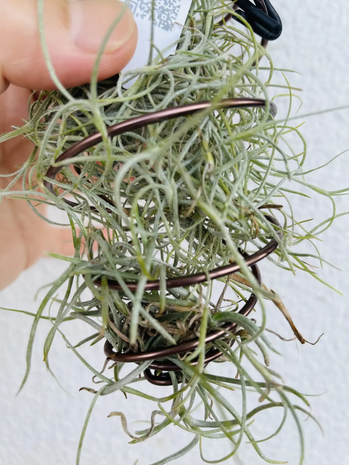 ティランジア　マレモンティ　ウスネオイデス　ハダニ