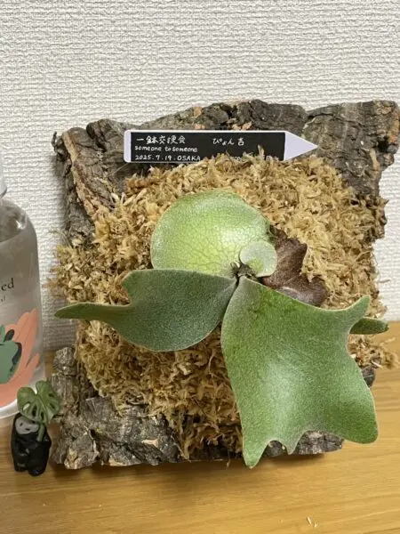 ビカクシダ　ピョン吉