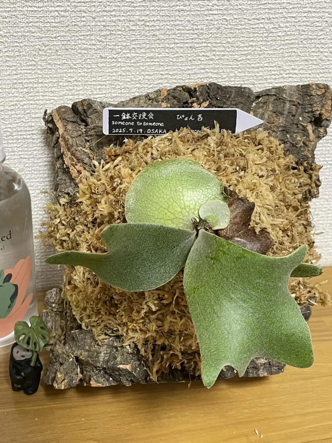 ビカクシダ　ピョン吉