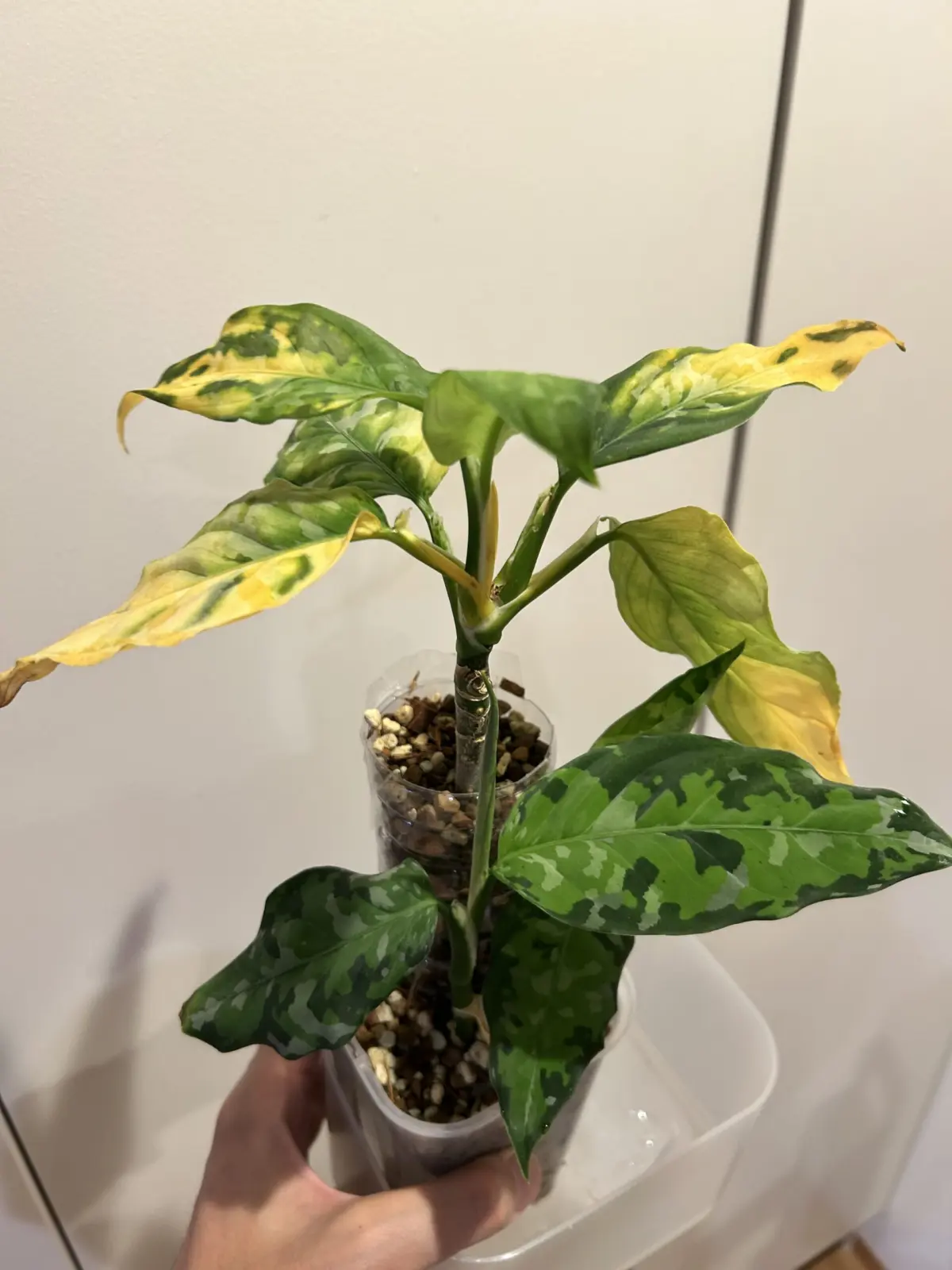 アグラオネマ　ピクタム　トリカラー