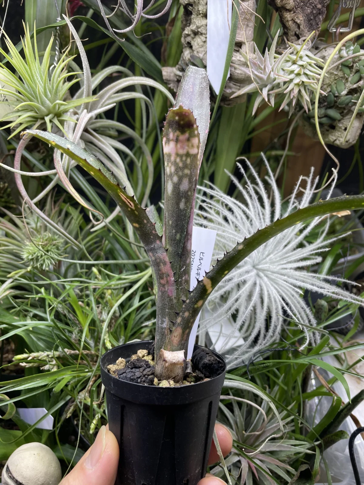 ビルベルギア　カイゲン