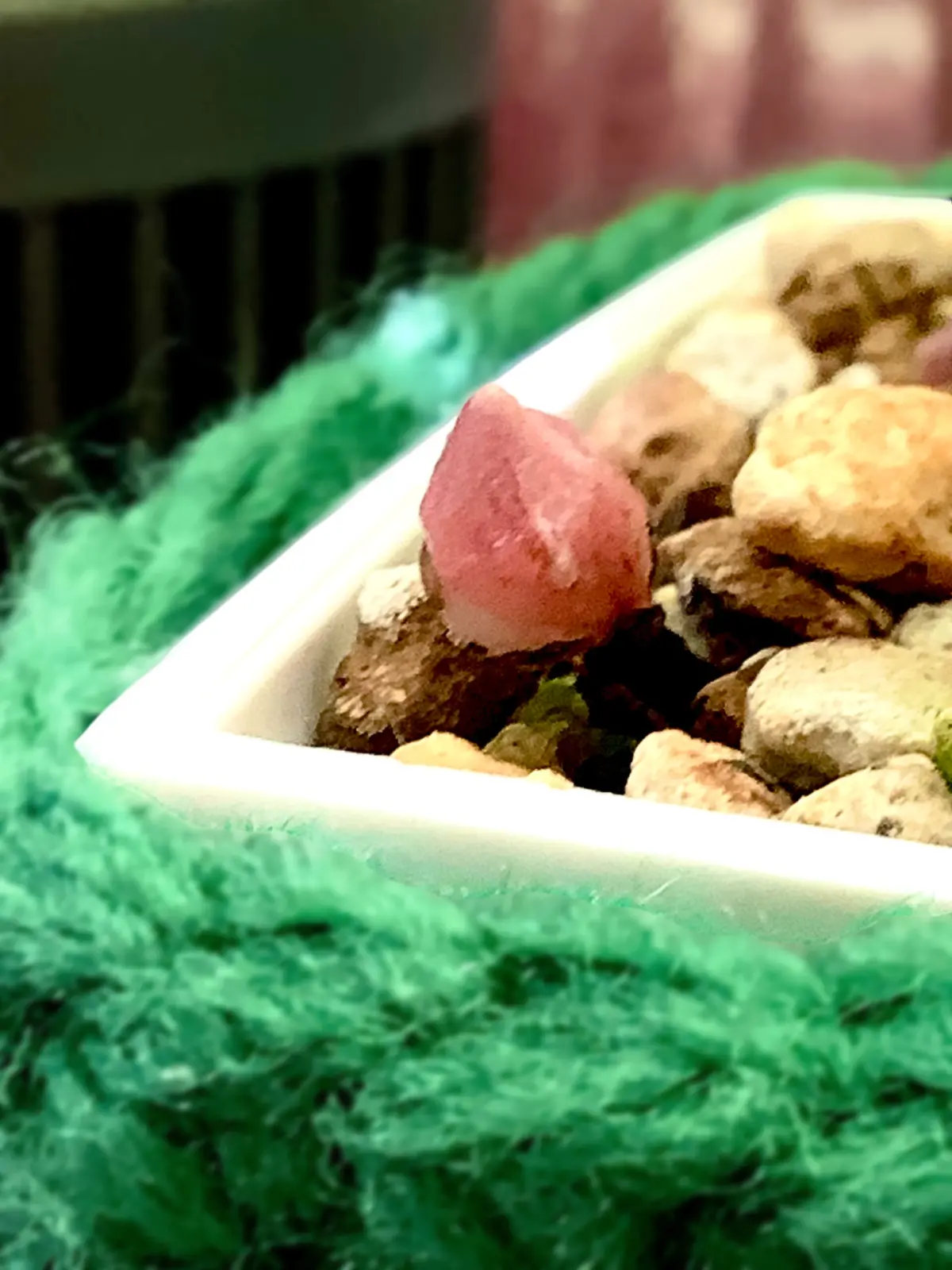 アロカシア　オドラ　バリエガータ　バティック　散り斑クワズイモ