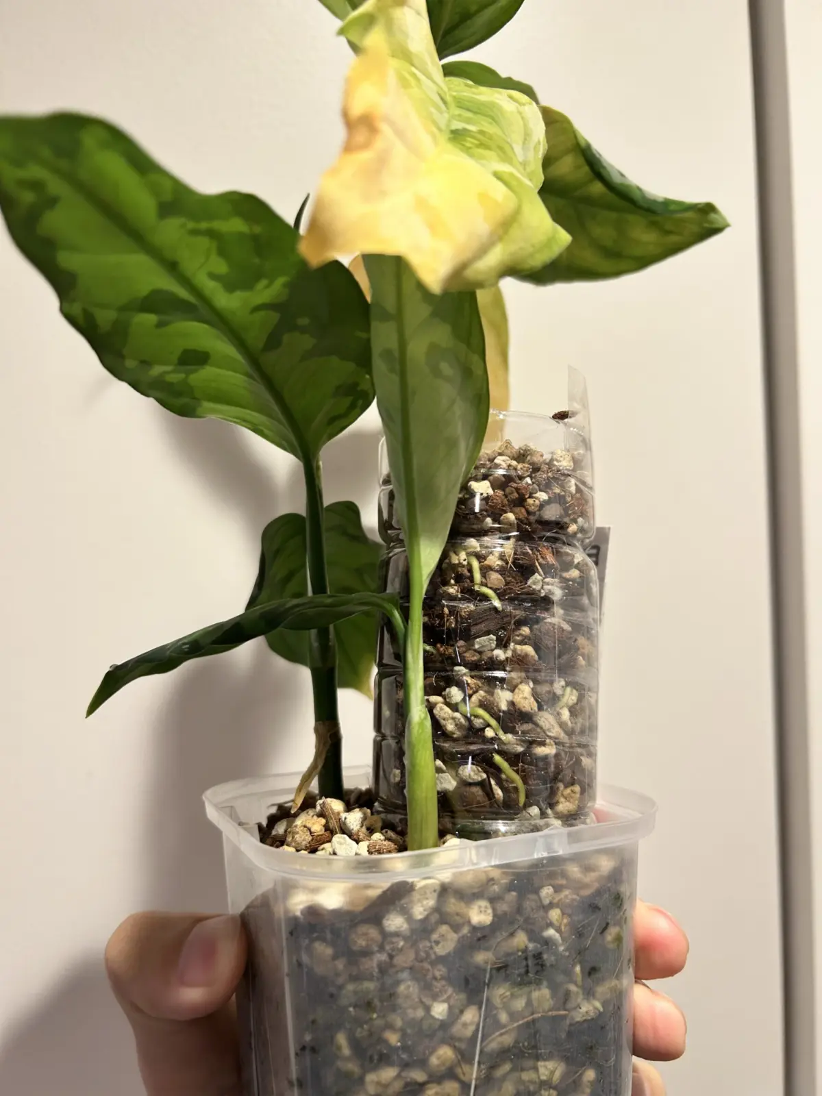 アグラオネマ　ピクタム　トリカラー　続き