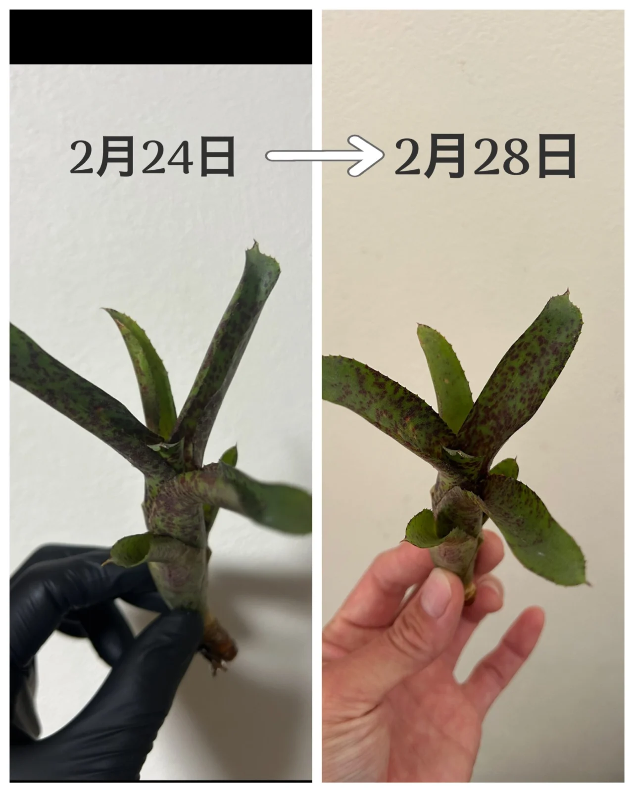 ネオレゲリア/オーストラリアンペッパー