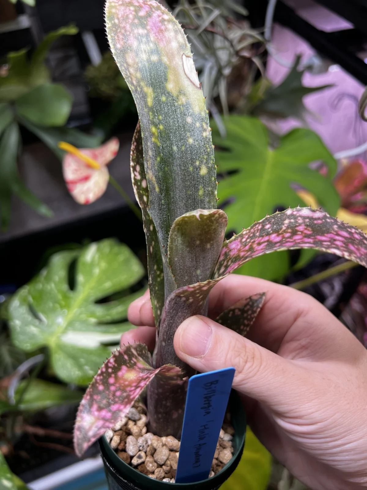 ビルベルギア　フラアウワナ　チャレンジ