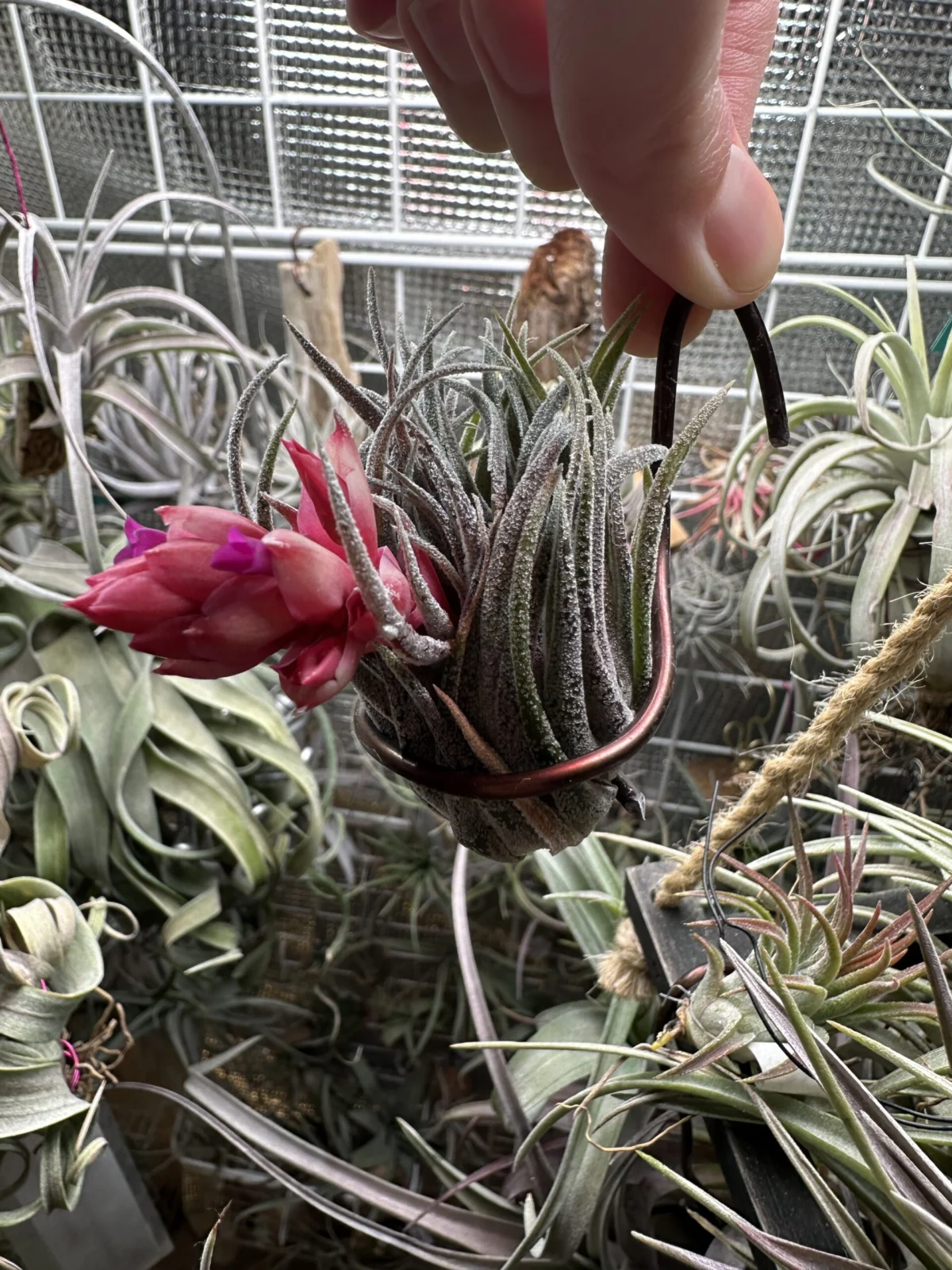 ティランジア　スプレンゲリアーナ　ジャイアントクローン　花