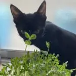 _chavie_のアバター