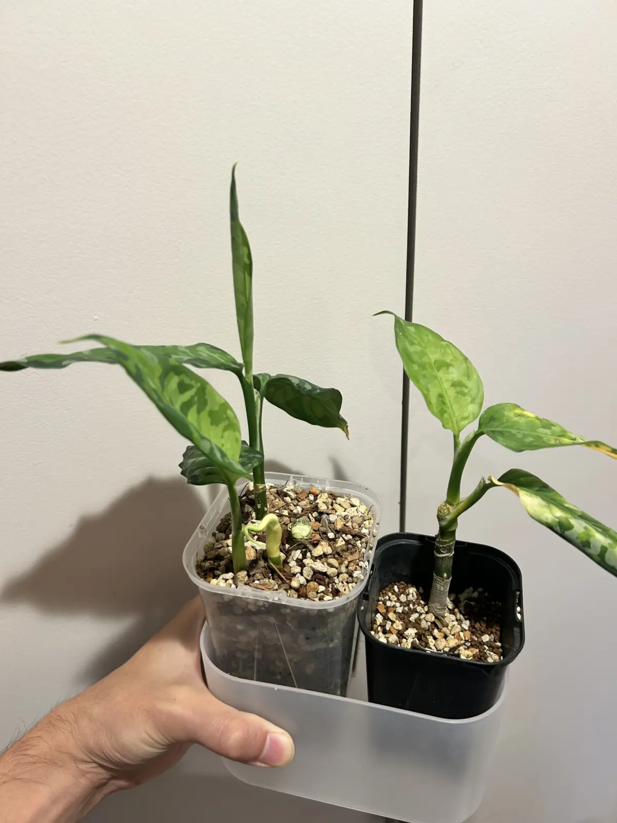 アグラオネマ　ピクタム　トリカラー