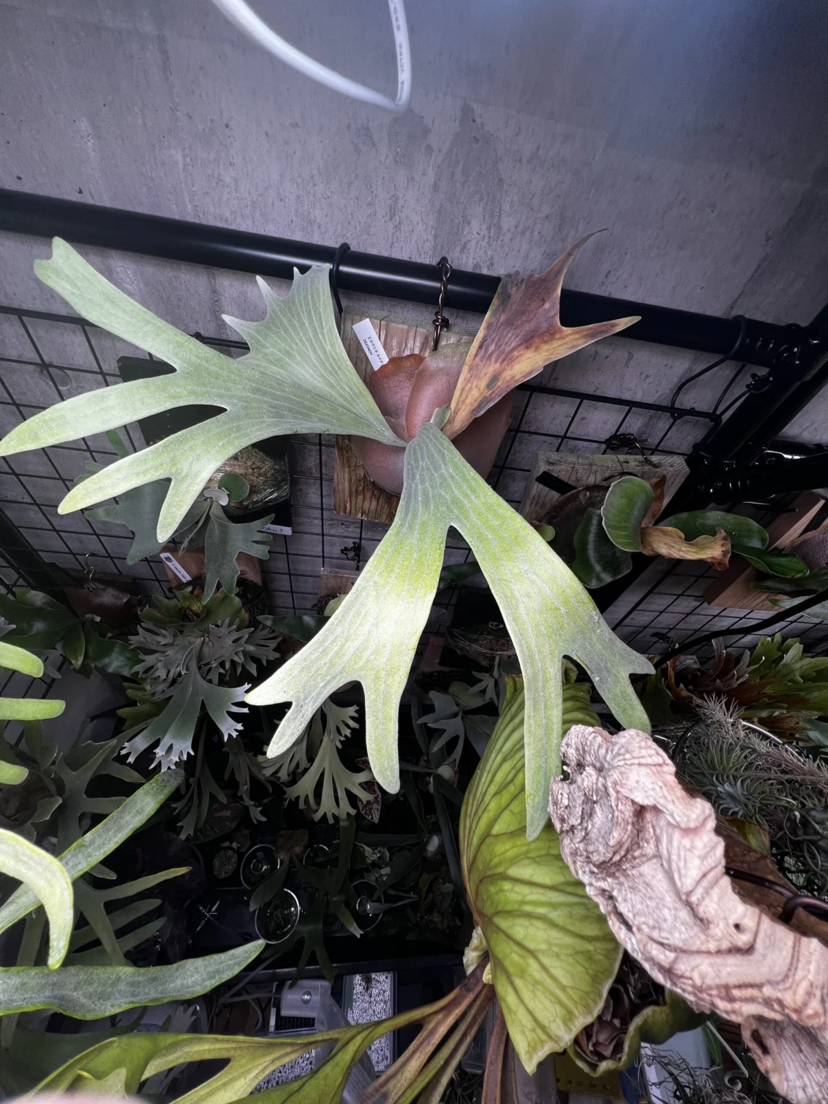 ビカクシダ　カイゲン