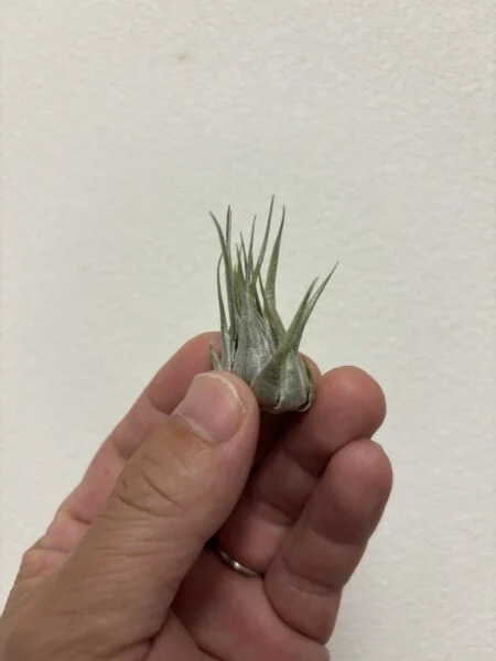 ティランジア　カウツキー